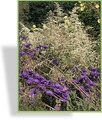Edelraute, Artemisia lactiflora 'Guizhou Group'
