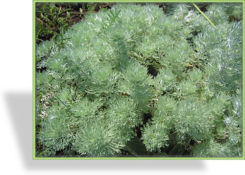 Edelraute, Artemisia schmidtiana 'Nana'