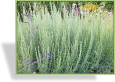 Edelraute, Artemisia camphorata