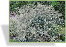 Edelraute, Artemisia lactiflora 'Weiße Dame'