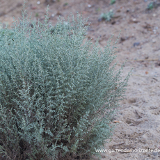Estragon, Strandbeifuß, Artemisia abrotanum