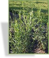 Estragon, Artemisia dracunculus var. sativus