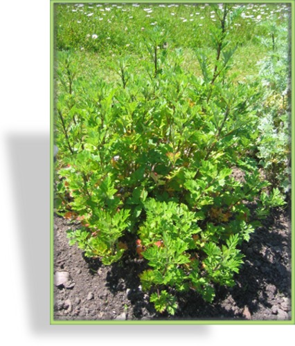 Estragon, Gewöhnlicher Beifuß, Artemisia vulgaris
