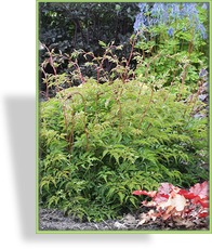 Geißbart, Kleiner Geißbart, Aruncus aethusifolius 'Johannisfest'