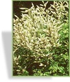Geißbart, Kleiner Geißbart, Aruncus aethusifolius 'Noble Spirit'