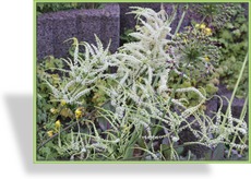 Geißbart, Aruncus dioicus 'Kneiffii'
