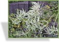 Geißbart, Aruncus dioicus 'Kneiffii'