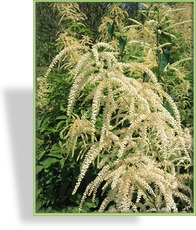 Geißbart, Aruncus dioicus