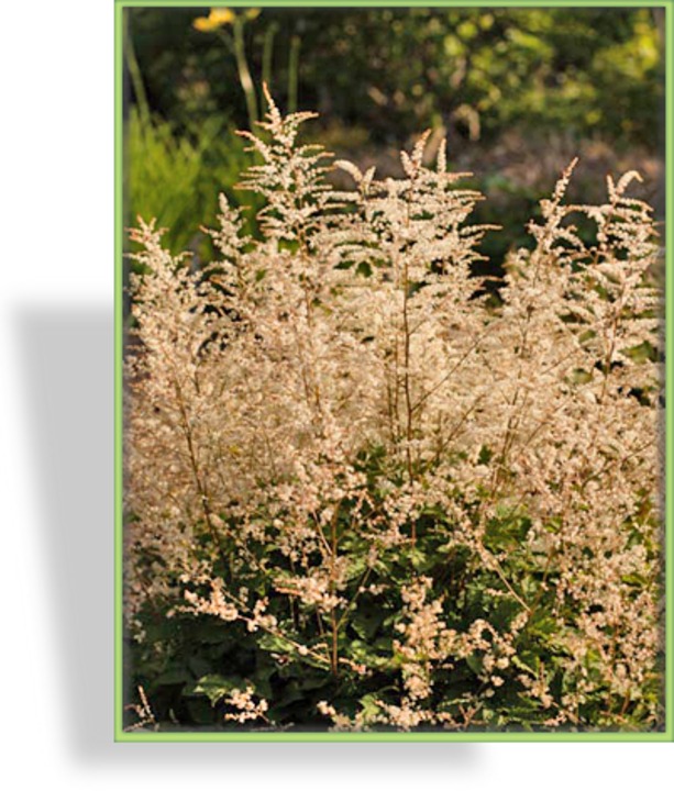 Geißbart, Aruncus aethusifolius 'Misty Lace'