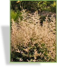 Geißbart, Aruncus aethusifolius 'Misty Lace'