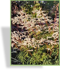 Geißbart, Aruncus aethusifolius 'Woldemar Meier'