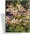 Geißbart, Aruncus aethusifolius 'Woldemar Meier'