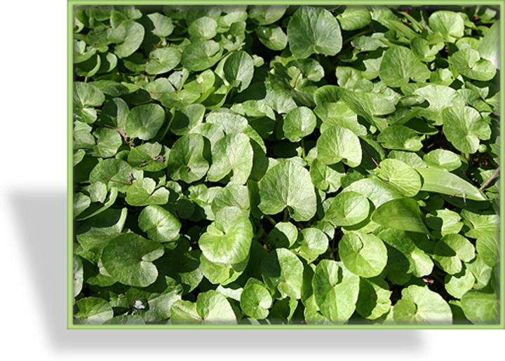 Haselwurz, Asarum europaeum