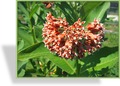 Seidenpflanze, Asclepias tuberosa