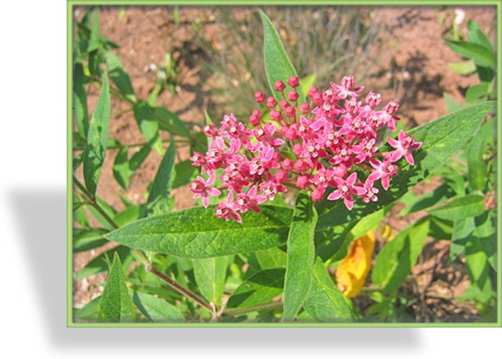 Seidenpflanze, Asclepias incarnata