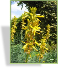 Junkerlilie, Asphodeline lutea