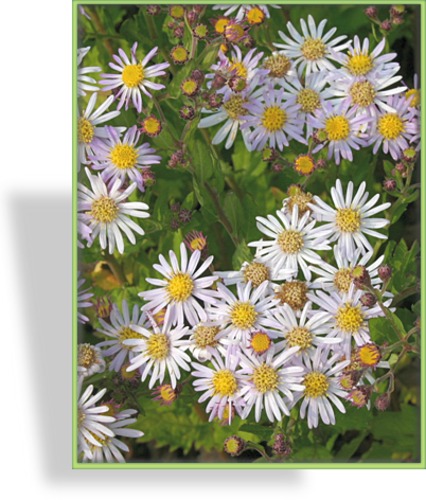 Aster, Wildaster, Aster ageratoides 'Asran'