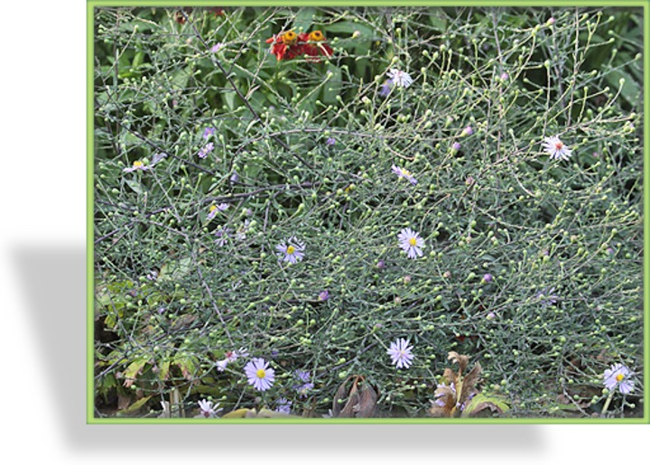 Aster, Wildaster, Aster laevis 'Anneke van der Jeugd'