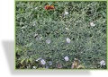 Aster, Wildaster, Aster laevis 'Anneke van der Jeugd'