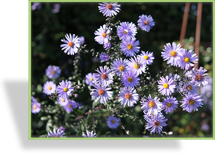 Aster, Wildaster, Aster laevis 'Calliope'