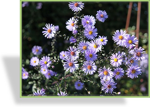 Aster, Wildaster, Aster laevis 'Calliope'
