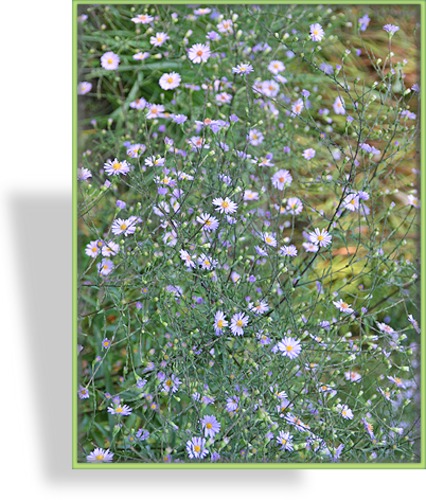 Aster, Wildaster, Aster laevis