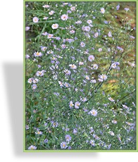 Aster, Wildaster, Aster laevis
