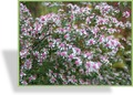 Aster, Wildaster, Aster laterifolius horizontalis 'Lady in Black'