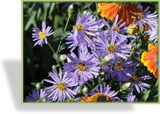 Aster, Aster x herveyi 'Twilight'