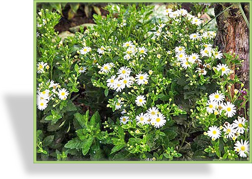 Aster, Ageratum-Aster ageratoides 'Starshine'