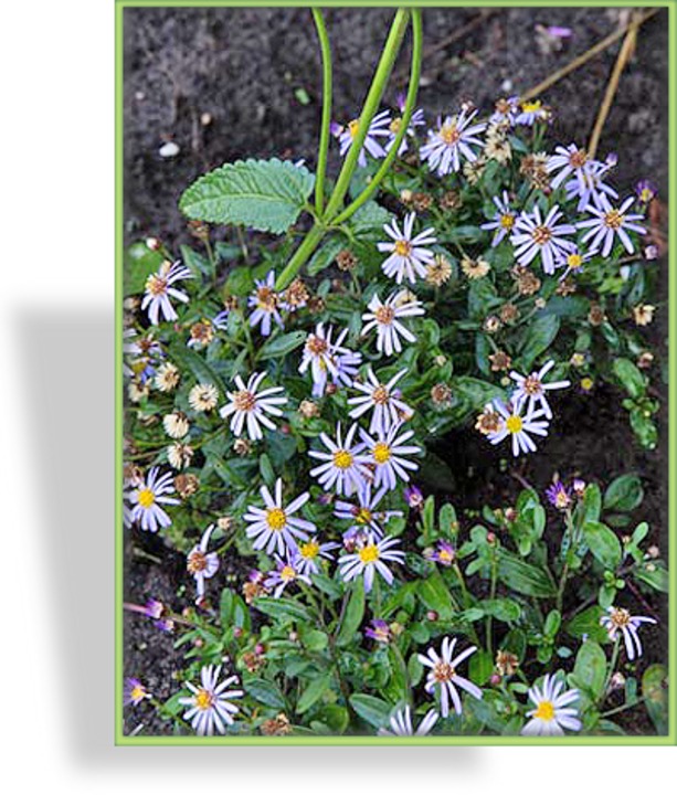 Aster, Zwergwildaster Aster ageratoides var. adustus 'Nanus'