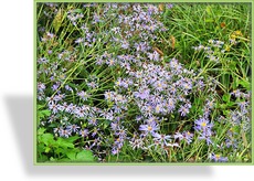 Aster, Aster x herveyi 'Twilight'