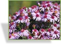 Aster, Wildaster, Aster laterifolius horizontalis 'Coombe Fishacre'