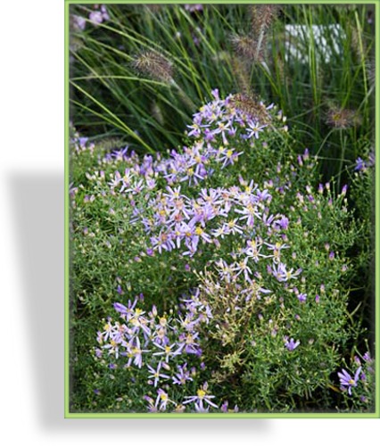 Aster, Wilde Zwergaster, Aster sedifolius 'Nanus'