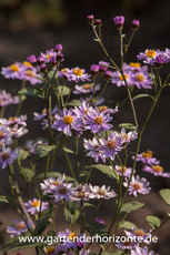 Wild-Aster, Aster ageratoides 'Harry Schmidt'