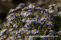 Zwerg Aster, Aster linariifolius