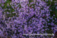 Prärie-Aster, Aster turbinellus JS 'El Fin'