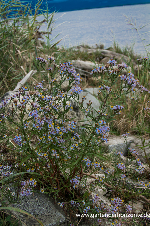 Frühlingsaster, Aster tripolium