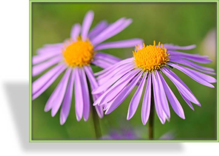 Frühlingsaster, Aster alpinus 'Happy End'