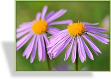 Aster, Frühlingsaster