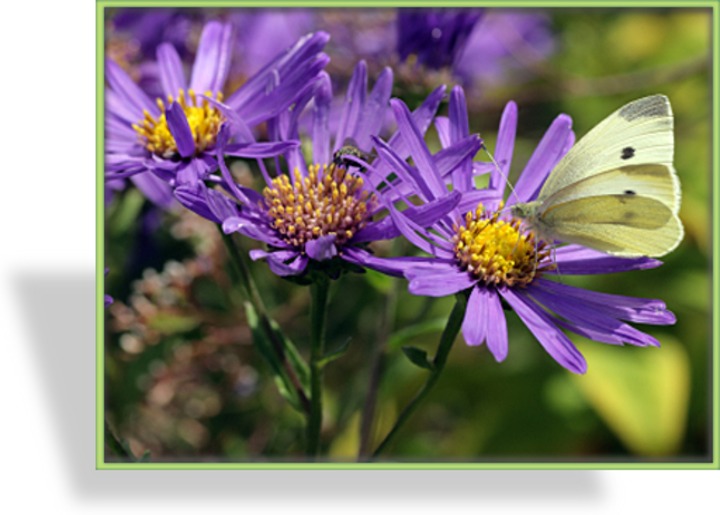 Frühlingsaster, Aster alpinus 'Dunkle Schöne'