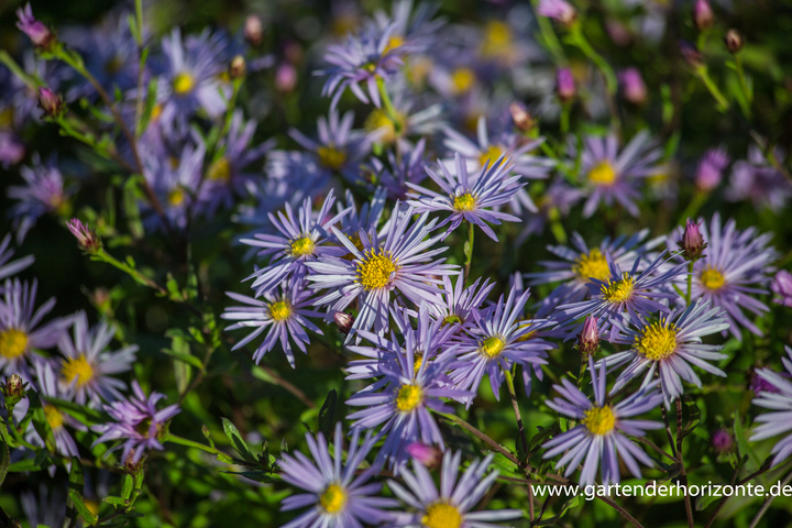 Aster, Bergaster, Aster pyrenaeus 'Lutetia'