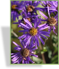 Aster, Bergaster, Aster amellus 'Sternkugel'