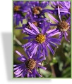 Aster, Bergaster, Aster amellus 'Sternkugel'