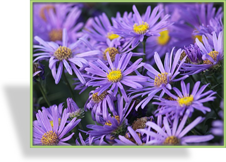 Aster, Bergaster, Aster amellus 'Blue King'