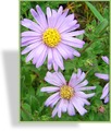 Aster, Bergaster, Aster amellus 'Dr. Otto Petscheck'