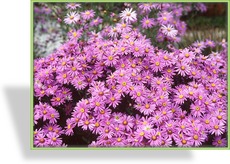 Aster, Bergaster, Aster amellus 'Rosa Erfüllung'