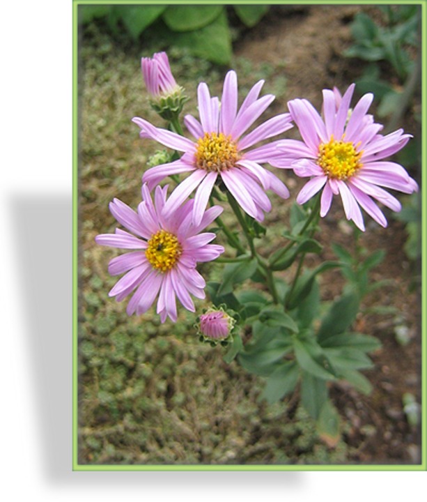Aster, Bergaster, Aster amellus 'Veilchenkönigin'