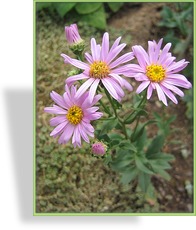 Aster, Bergaster, Aster amellus 'Veilchenkönigin'