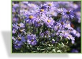 Aster, Bergaster, Aster x frikartii 'Jungfrau'